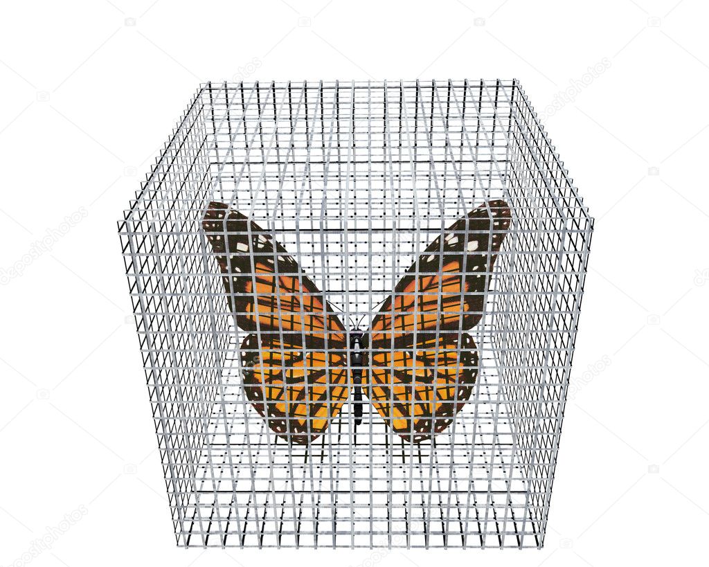 Butterfly in birdcage isolated on white