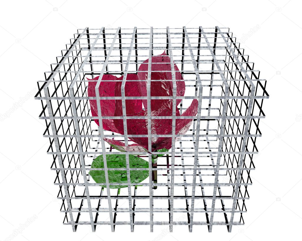 Red rose in birdcage