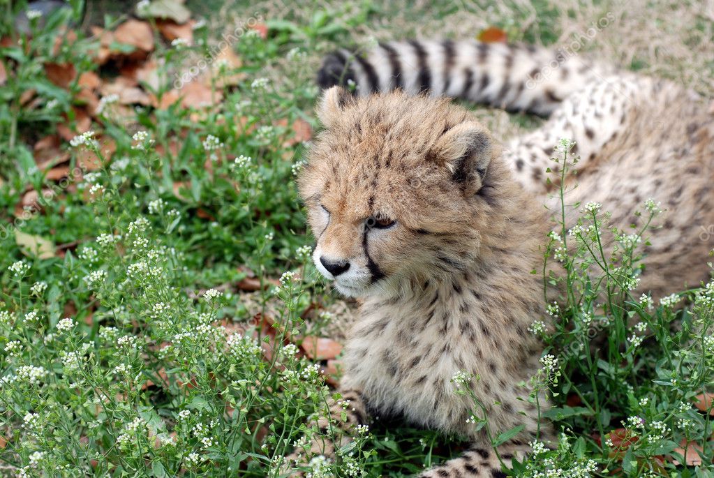 cute cheetah stuff