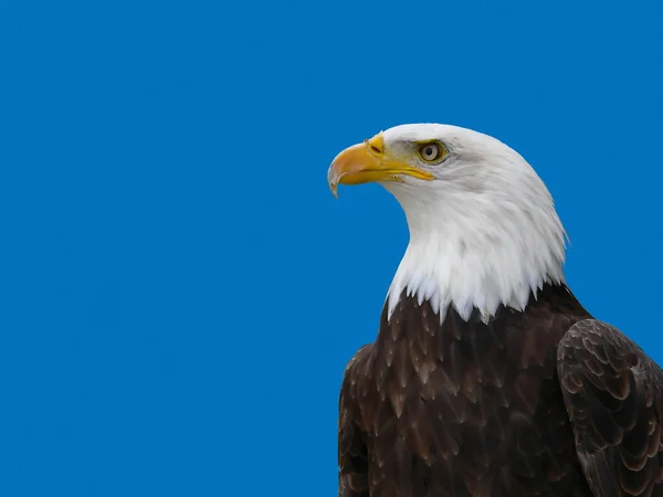 Американский орёл — стоковое фото
