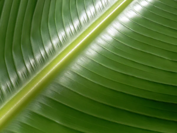 stock image Wet Leaf