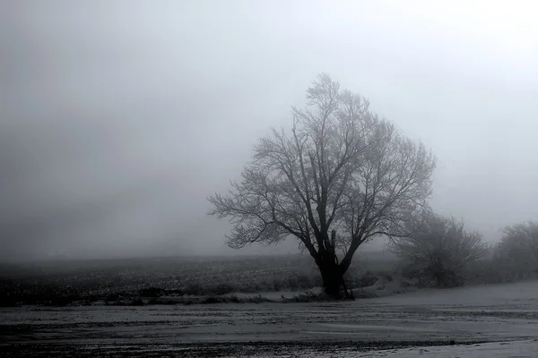 Árbol en la niebla — Foto de Stock