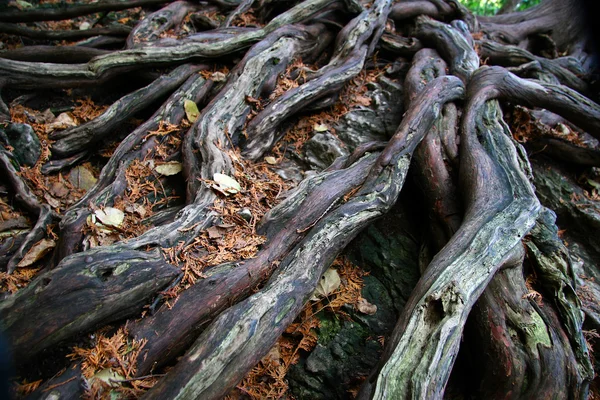 뿌리 — 스톡 사진