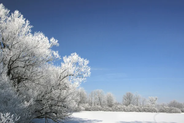 冷冻的树 — 图库照片