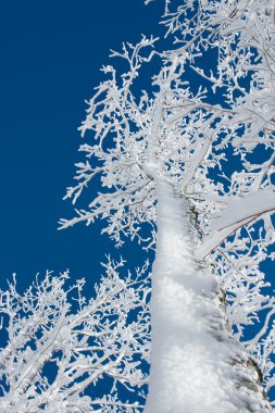 Frost-dew on the trees clipart