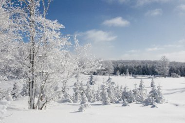 Winter trees in snow clipart