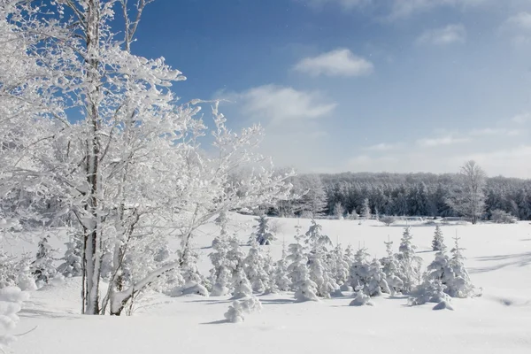 Зимние деревья в снегу — стоковое фото