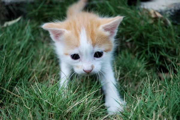 White-red kitten — Stock Photo, Image