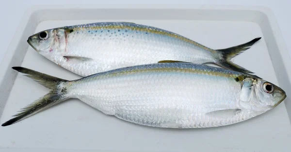 Dvě čerstvé ryby两种新鲜鱼 — Stock fotografie