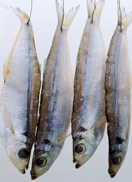 Dry fish pelada — Stock Photo, Image