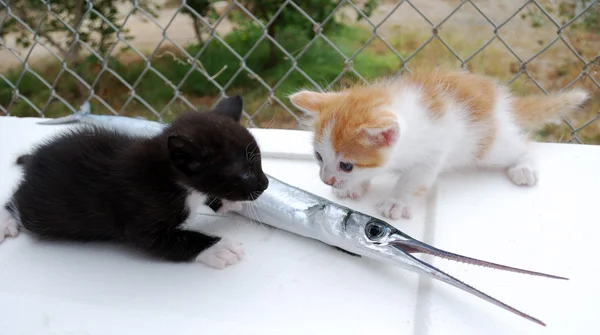 Kittens with fish — Stock Photo, Image