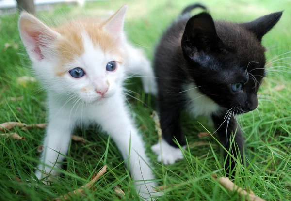 Schwarz-weiß-rote Kätzchen — Stockfoto