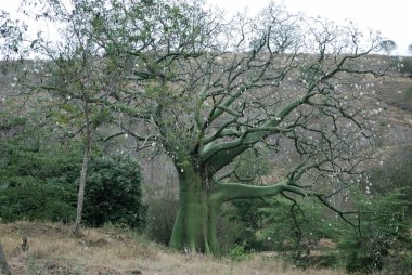 Cotton tree