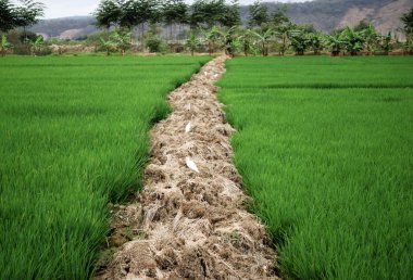 Green rice field clipart