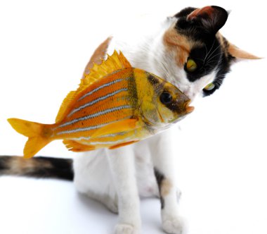 Cat and goldfish clipart