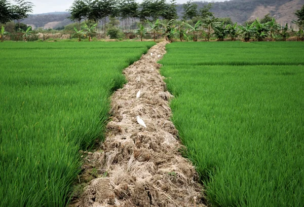 Πεδίο πράσινου ρυζιού — Φωτογραφία Αρχείου
