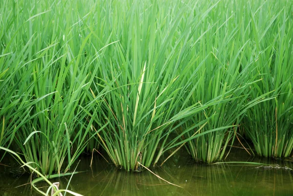 Зелені рисові поля — стокове фото