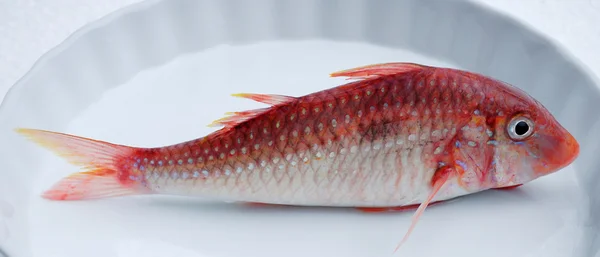Czerwona ryba — Zdjęcie stockowe