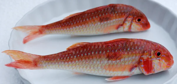 赤い魚 — ストック写真