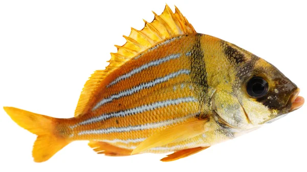 골드 신선한 생선 — 스톡 사진