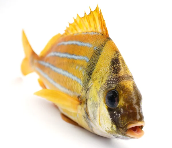 Gold fresh fish — Stock Photo, Image