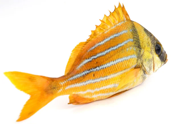 Gold frischer Fisch — Stockfoto