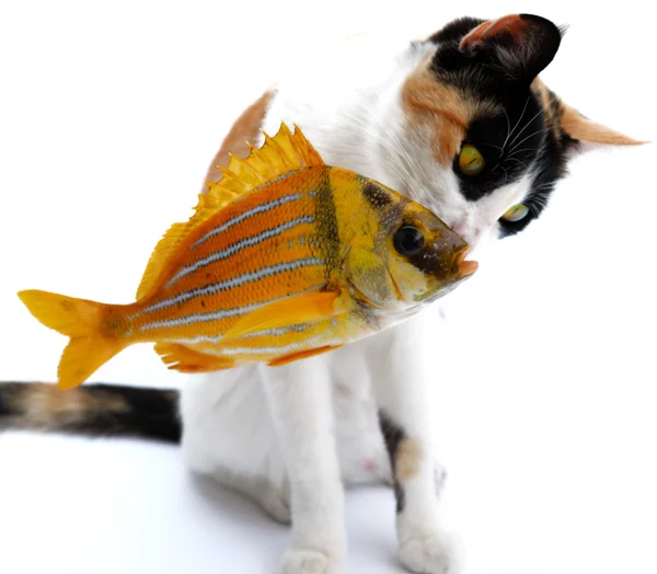 Cat and goldfish — Stock Photo, Image