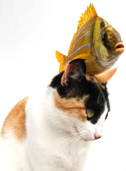 Goldfish and cat — Stock Photo, Image
