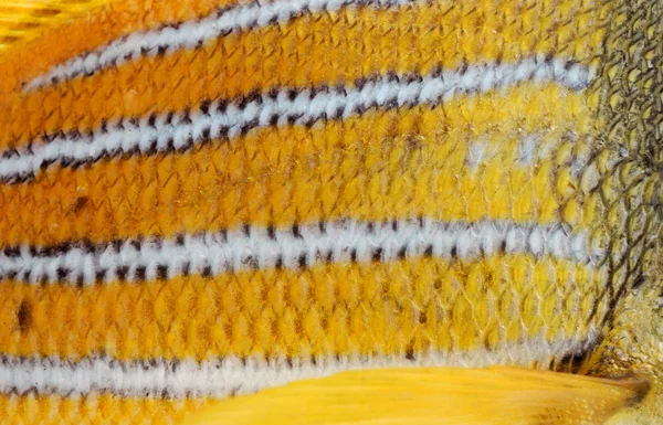Escalas de um peixinho dourado — Fotografia de Stock