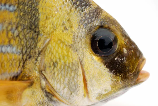황금 물고기 — 스톡 사진