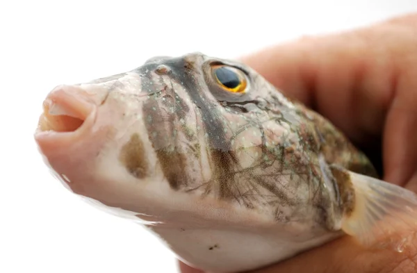 물고기의 머리 — 스톡 사진