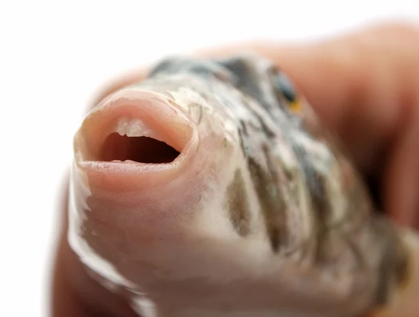 Tänder och läppar av fisk — Stockfoto