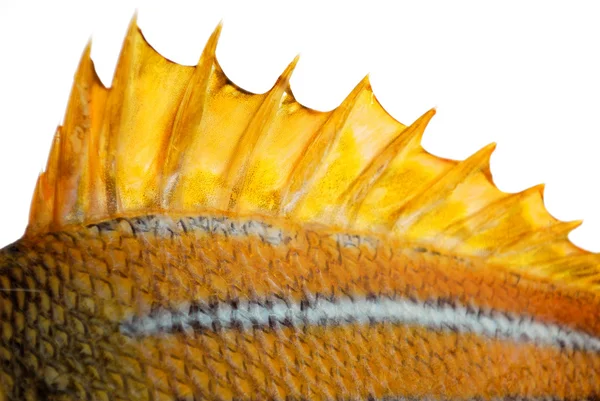 De bovenste fin van een vis Stockafbeelding