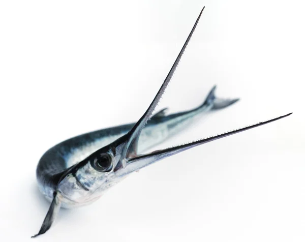 Ryba piła — Zdjęcie stockowe