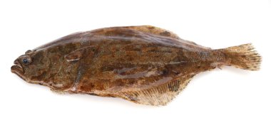 Fish flounder clipart