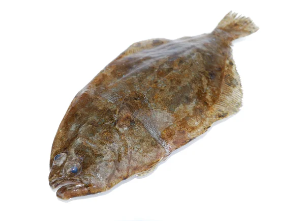 Fish flounder — Stock Photo, Image