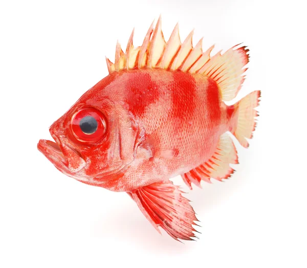 Red fish — Stock Photo, Image