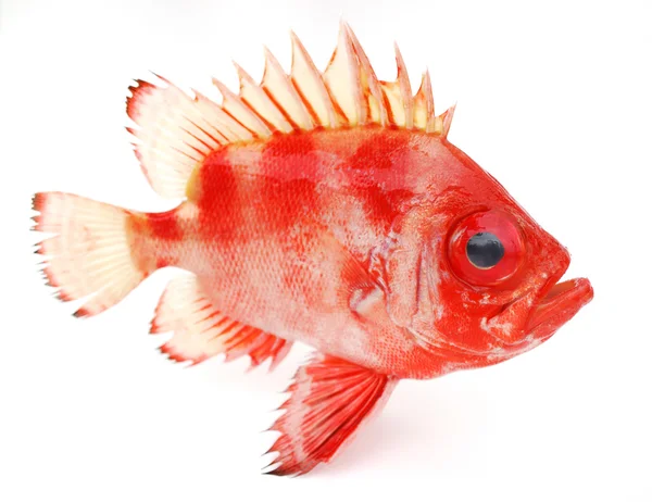 Red fish — Stock Photo, Image