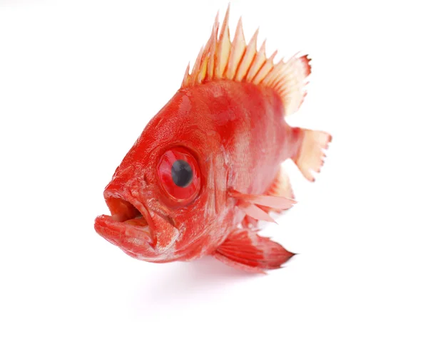 빨간 물고기 — 스톡 사진
