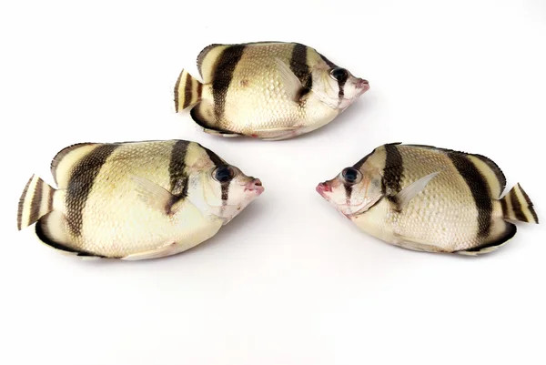 Üç tropikal balıklar — Stok fotoğraf