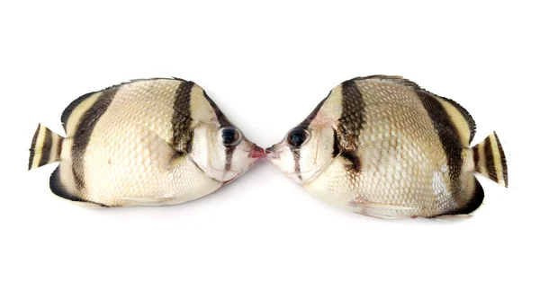 Kyss av fisk – stockfoto