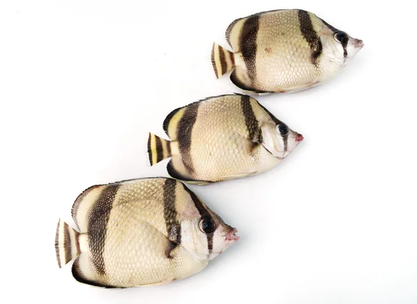 3 열 대 물고기 — 스톡 사진