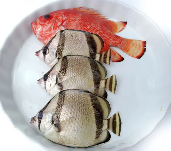 熱帯魚のセット — ストック写真