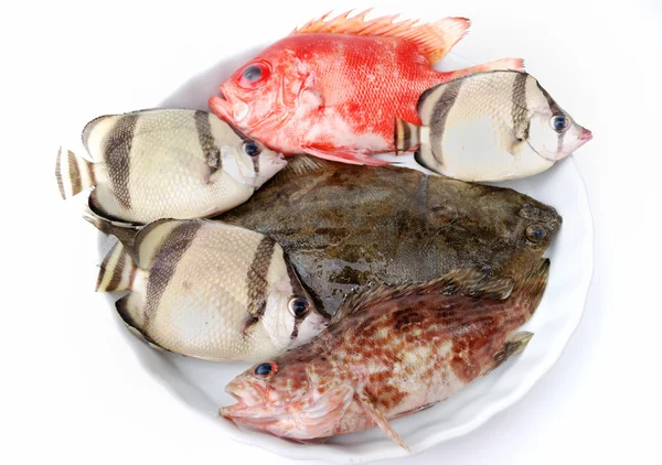 Conjunto de peixes tropicais — Fotografia de Stock