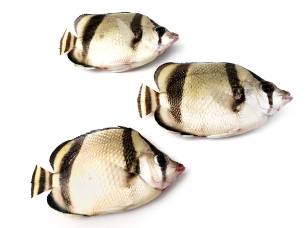 3 열 대 물고기 — 스톡 사진