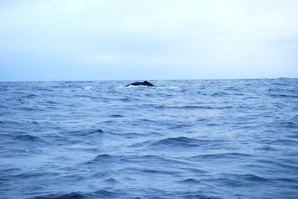 Bochel walvis — Stockfoto