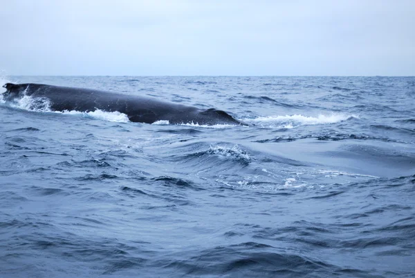 stock image Humpbacked whale