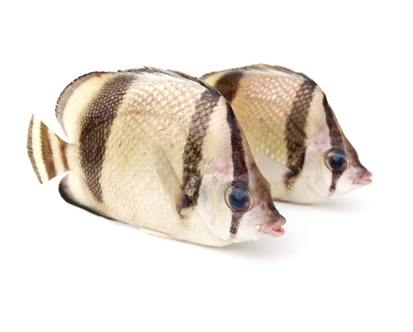 Δύο τροπικά ψάρια Εικόνα Αρχείου