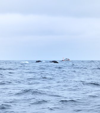 kamburlu balinalar