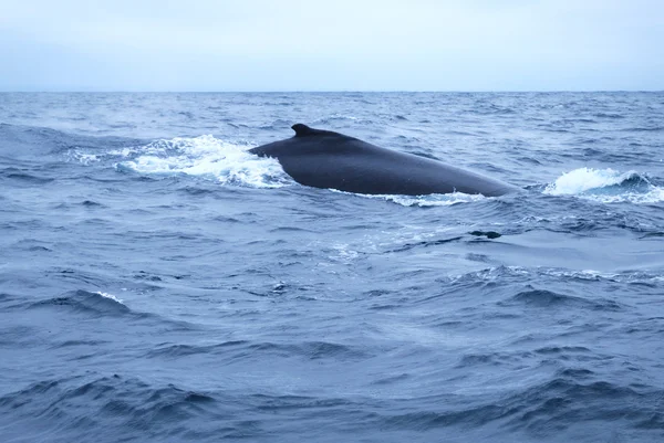 Humpbacked Whale — Stock Photo, Image